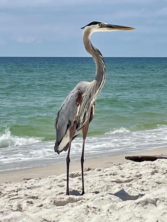 Shoalwater 704 * Orange Beach